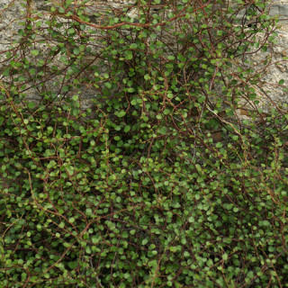 Plantes Vivaces MUEHLENBECKIA complexa en vente - Pépinière Lepage .