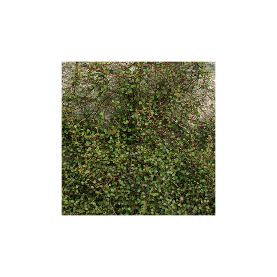 Plantes Vivaces MUEHLENBECKIA complexa en vente - Pépinière Lepage .