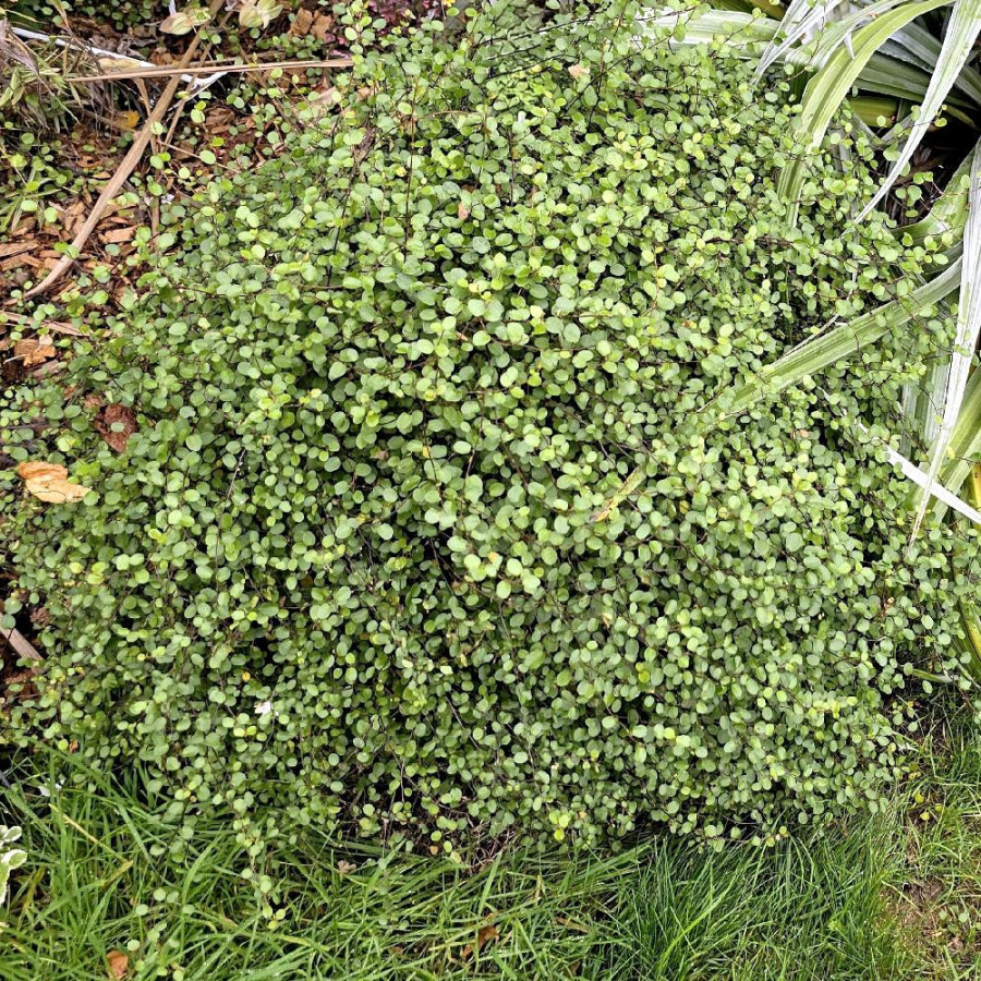 Plantes Vivaces MUEHLENBECKIA complexa en vente - Pépinière Lepage .