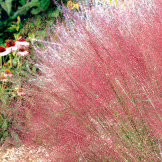 Plantes Vivaces MUHLENBERGIA capillaris en vente - Pépinière Lepage .