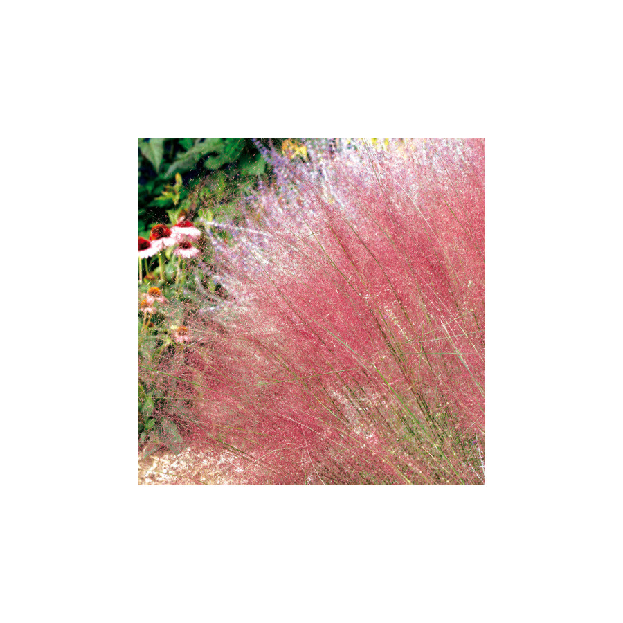 Plantes Vivaces MUHLENBERGIA capillaris en vente - Pépinière Lepage .