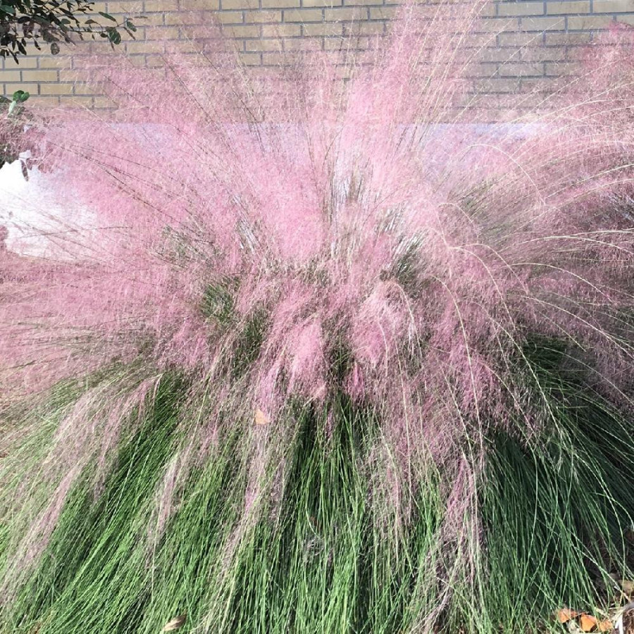 Plantes Vivaces MUHLENBERGIA capillaris en vente - Pépinière Lepage .