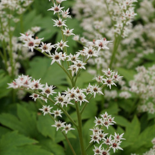 MUKDENIA rossii 'Karasuba'