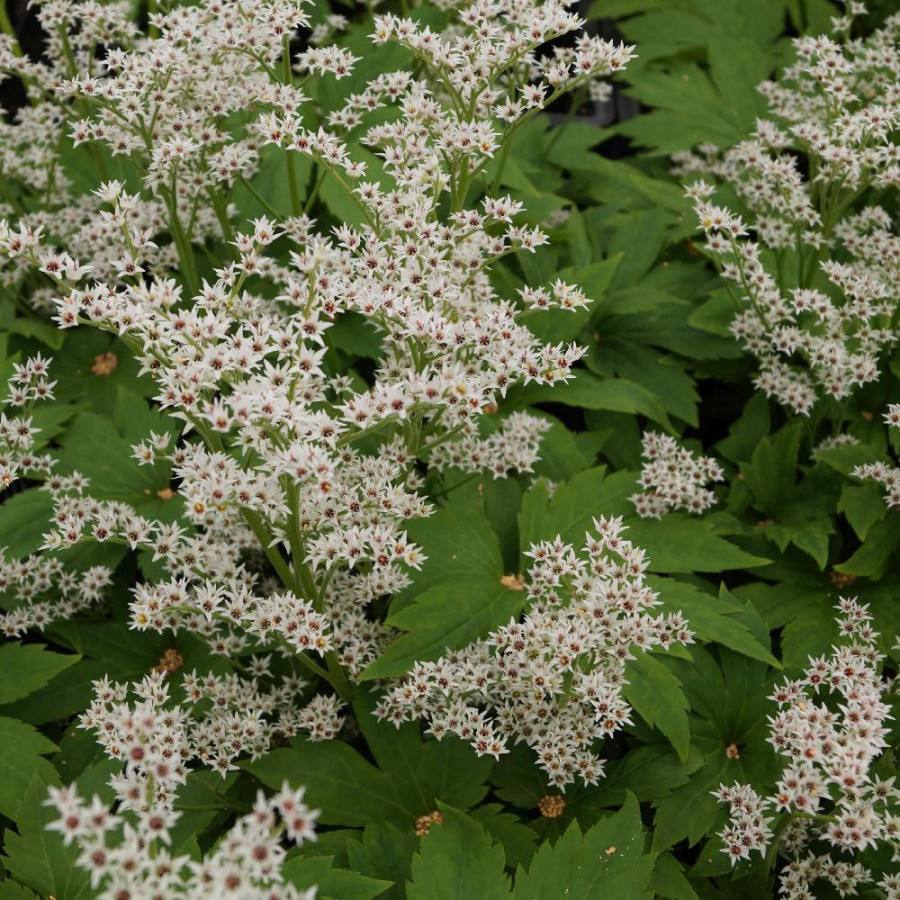 MUKDENIA rossii 'Karasuba'
