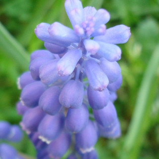 Plantes Vivaces MUSCARI azureum - Muscari en vente - Pépinière Lepage .