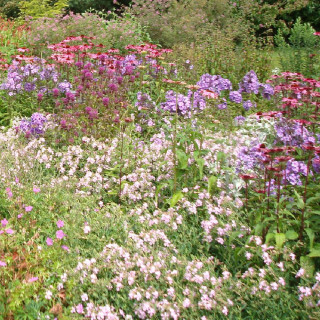Plantes Vivaces Massif Ambiance Violine en vente - Pépinière Lepage .