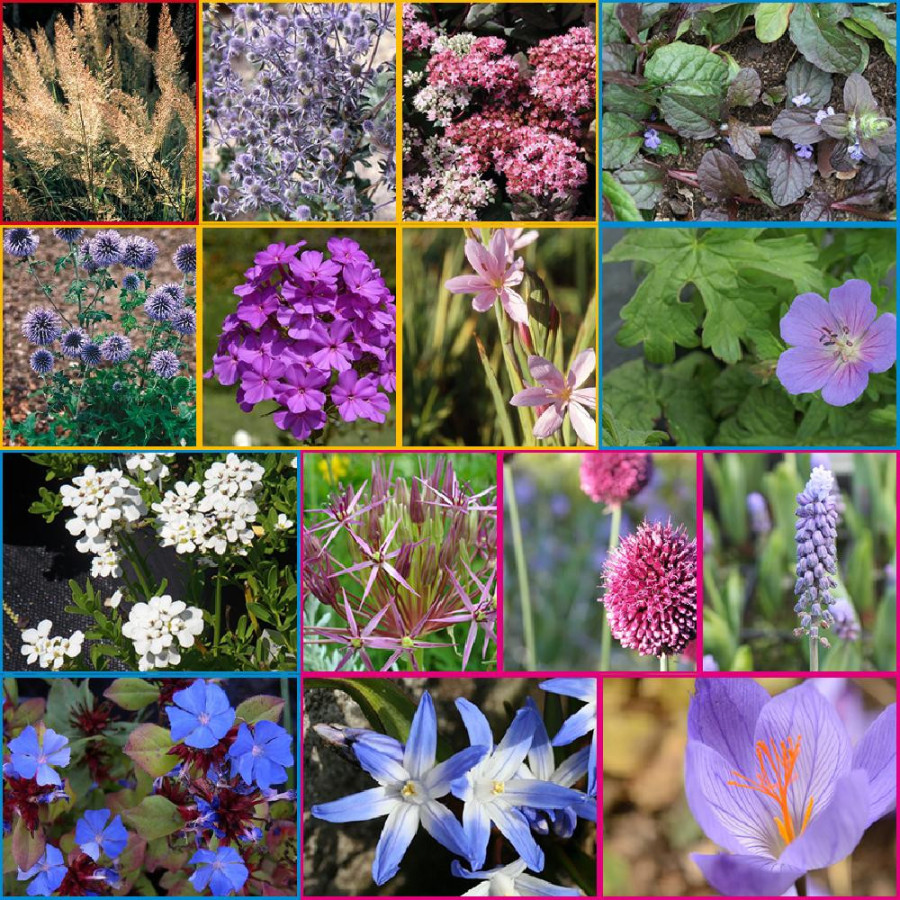 Plantes Vivaces Massif Azur Ensoleillé en vente - Pépinière Lepage .