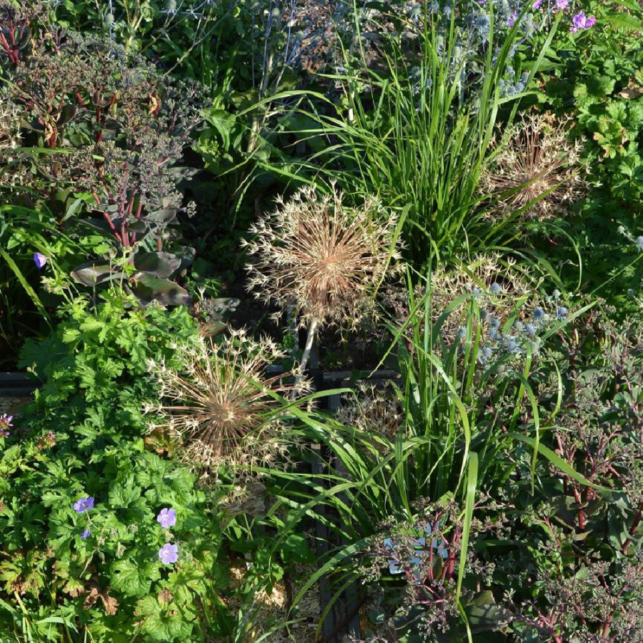 Plantes Vivaces Massif Azur Ensoleillé en vente - Pépinière Lepage .