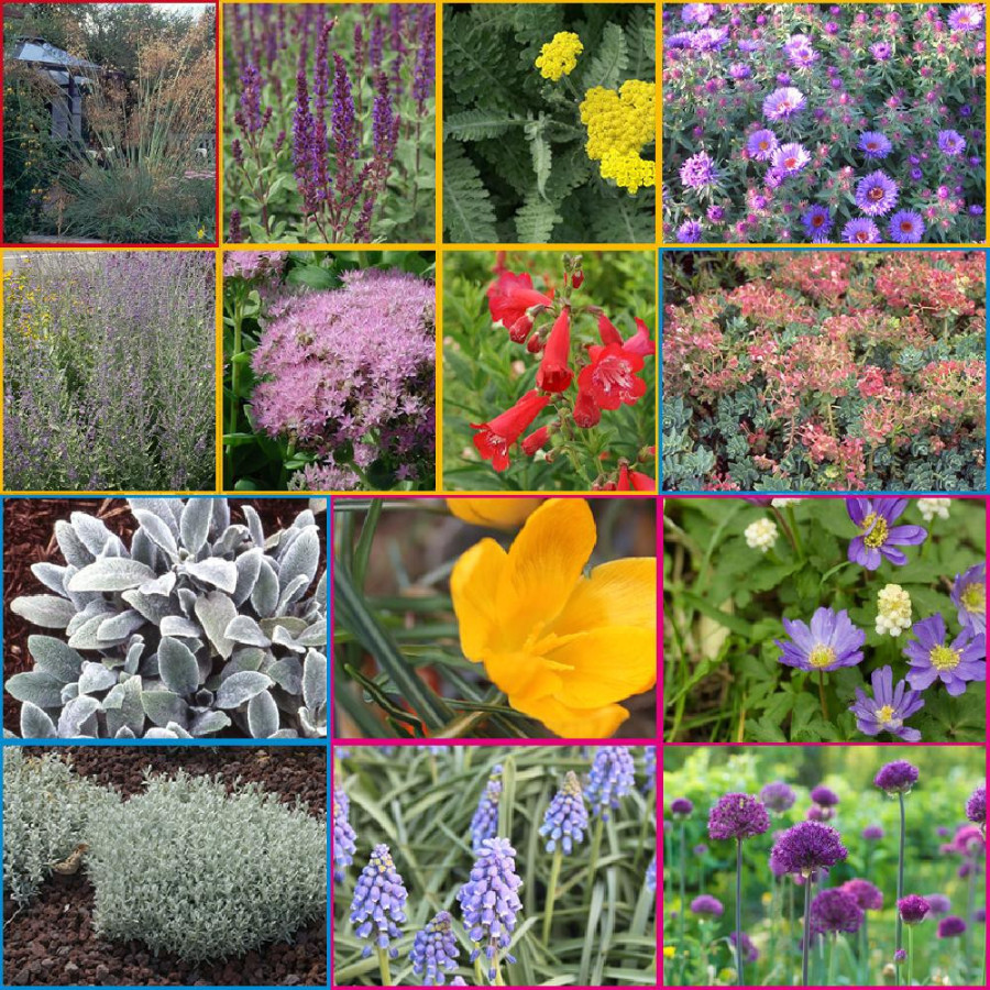 Plantes Vivaces Massif Bain de Soleil en vente - Pépinière Lepage .
