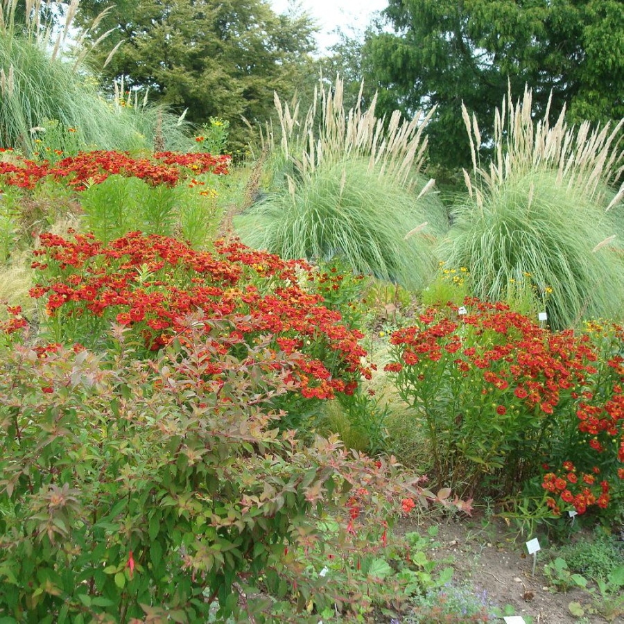 Plantes Vivaces Massif Camaïeu de Rouges en vente - Pépinière Lepage .