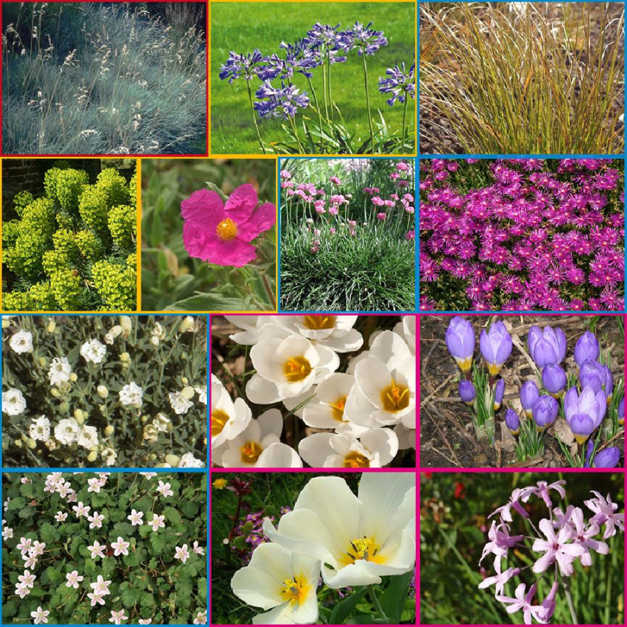 Plantes Vivaces Massif Esprit Marin en vente - Pépinière Lepage .