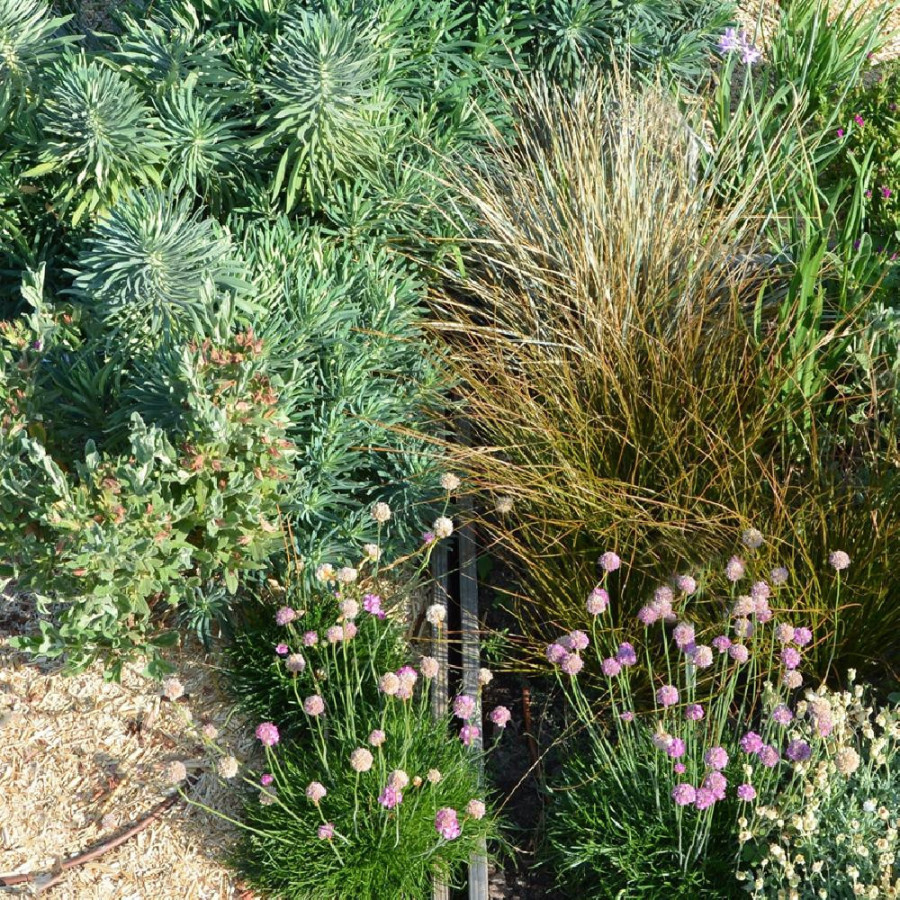 Plantes Vivaces Massif Esprit Marin en vente - Pépinière Lepage .