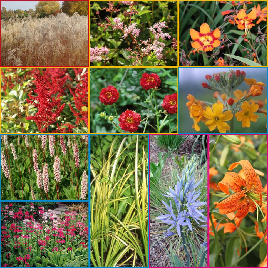Plantes Vivaces Massif Fantaisie Flamboyante en vente - Pépinière Lepage .