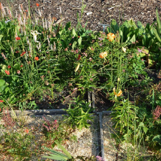 Plantes Vivaces Massif Fantaisie Flamboyante en vente - Pépinière Lepage .