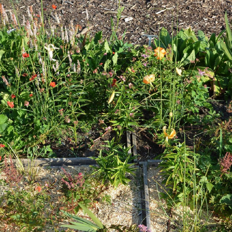 Plantes Vivaces Massif Fantaisie Flamboyante en vente - Pépinière Lepage .