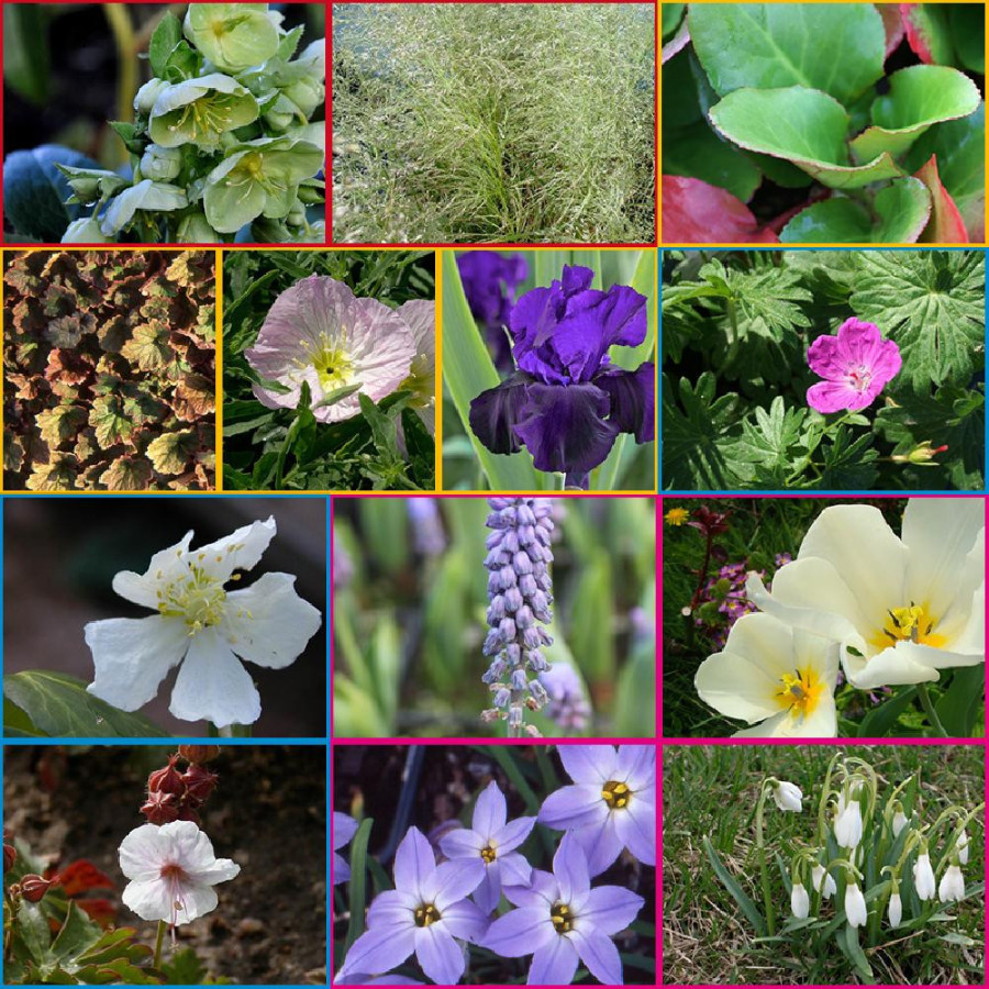 Plantes Vivaces Massif Festivités Hivernales en vente - Pépinière Lepage .