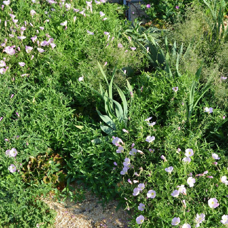 Plantes Vivaces Massif Festivités Hivernales en vente - Pépinière Lepage .
