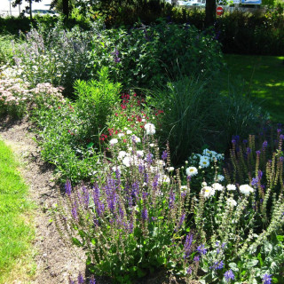 Plantes Vivaces Massif Instant Pastel en vente - Pépinière Lepage .