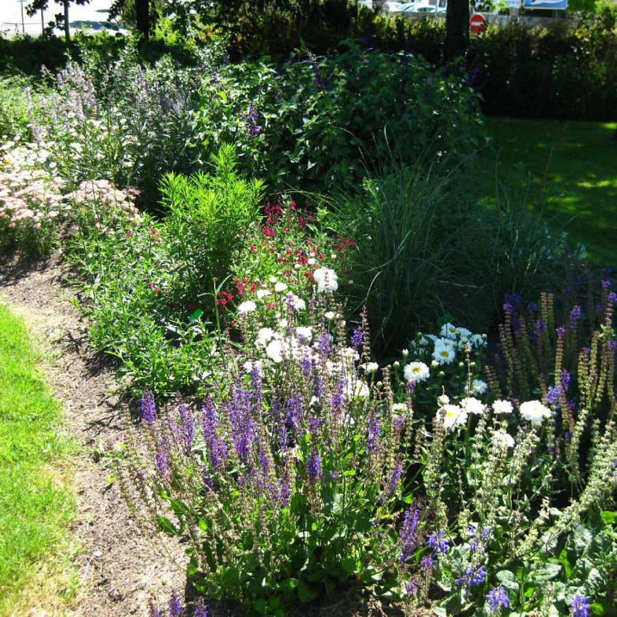 Plantes Vivaces Massif Instant Pastel en vente - Pépinière Lepage .
