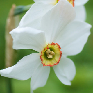 Plantes Vivaces NARCISSUS 'Actaea' - Narcisse en vente - Pépinière Lepage .