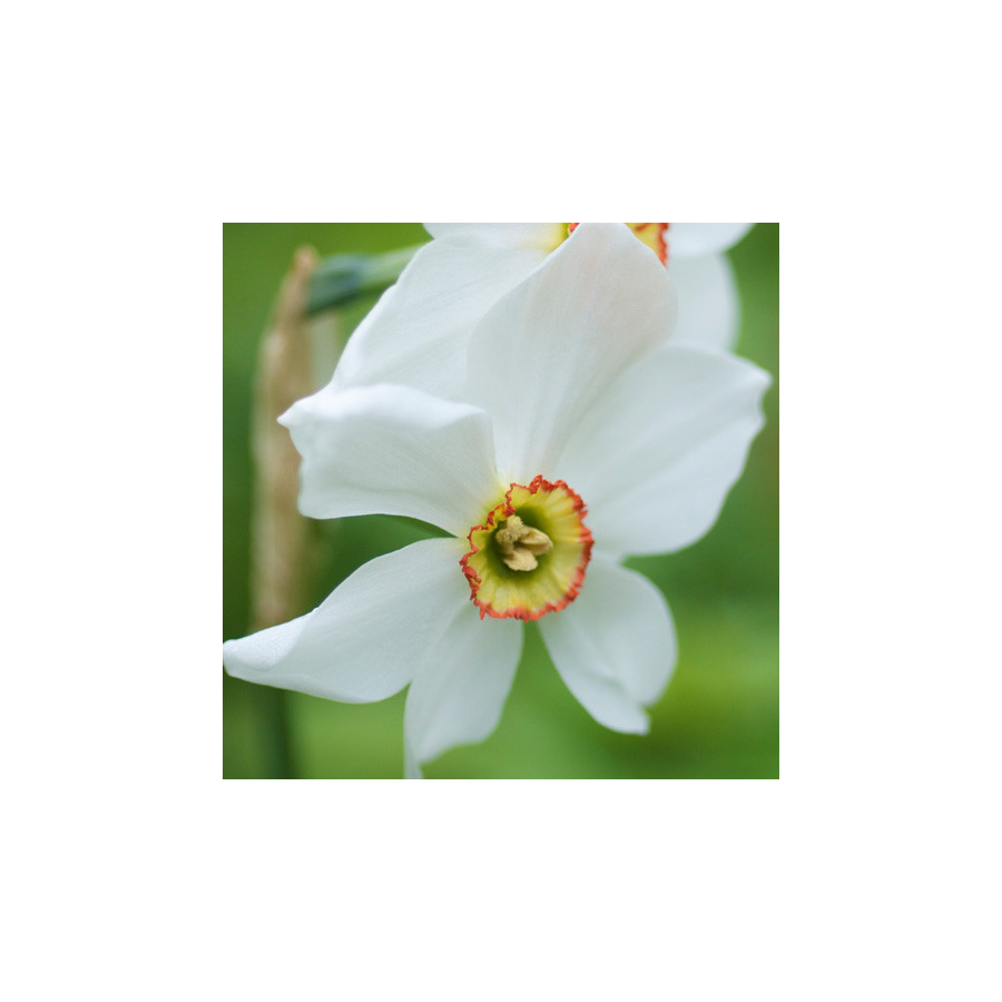 Plantes Vivaces NARCISSUS 'Actaea' - Narcisse en vente - Pépinière Lepage .