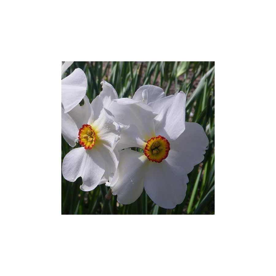 Plantes Vivaces NARCISSUS 'Actaea' - Narcisse en vente - Pépinière Lepage .