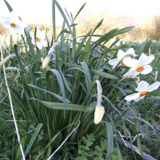 Plantes Vivaces NARCISSUS 'Actaea' - Narcisse en vente - Pépinière Lepage .