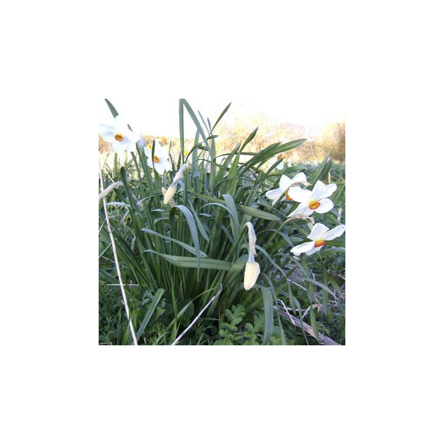 Plantes Vivaces NARCISSUS 'Actaea' - Narcisse en vente - Pépinière Lepage .