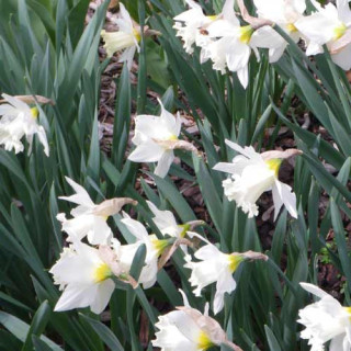Plantes Vivaces NARCISSUS 'Mount Hood' - Narcisse en vente - Pépinière Lepage .