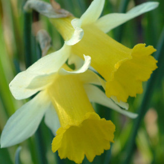 Plantes Vivaces NARCISSUS obvallaris - Narcisse en vente - Jonquille en vente - Pépinière Lepage .