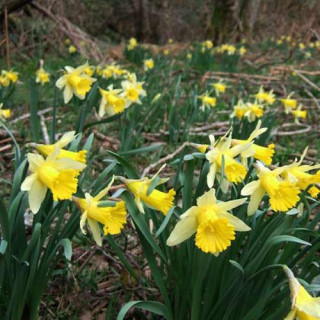 Plantes Vivaces NARCISSUS obvallaris - Narcisse en vente - Jonquille en vente - Pépinière Lepage .
