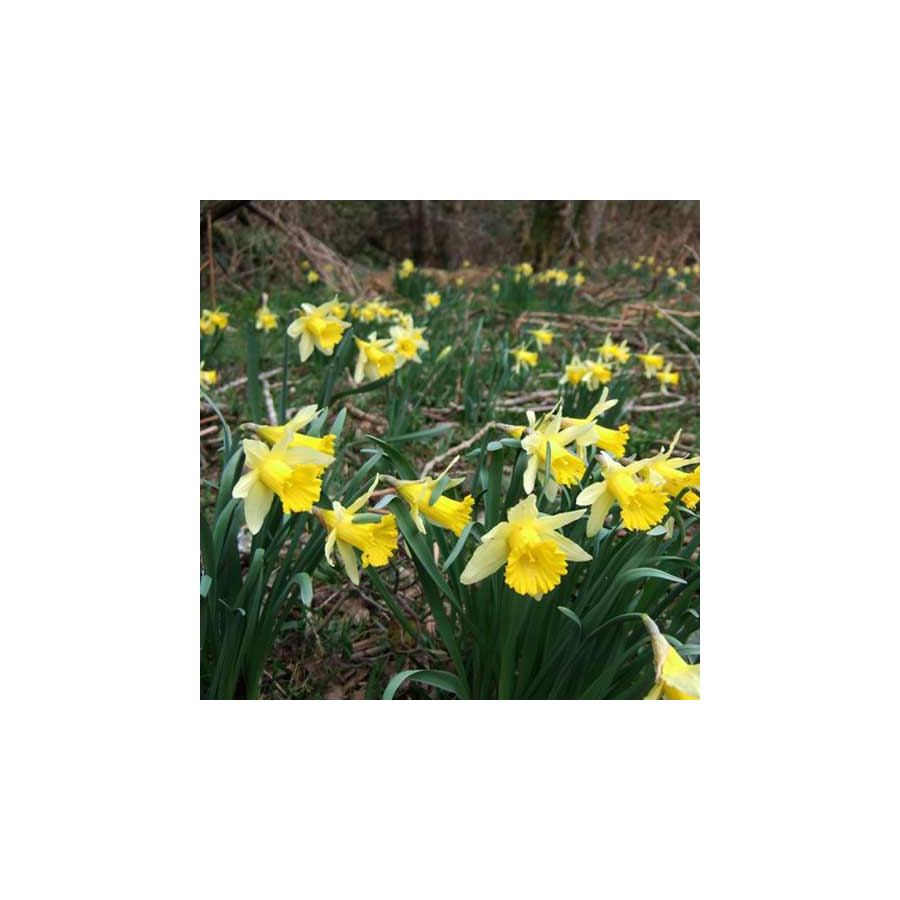 Plantes Vivaces NARCISSUS obvallaris - Narcisse en vente - Jonquille en vente - Pépinière Lepage .