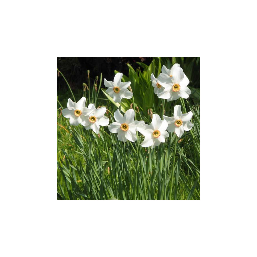 Plantes Vivaces NARCISSUS poeticus - Narcisse des poètes en vente - Pépinière Lepage .