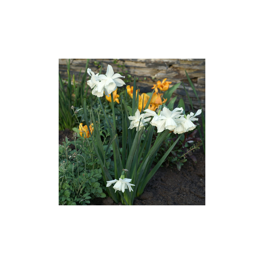 Plantes Vivaces NARCISSUS triandrus 'Thalia' - Narcisse en vente - Pépinière Lepage .