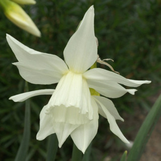 Plantes Vivaces NARCISSUS triandrus 'Thalia' - Narcisse en vente - Pépinière Lepage .