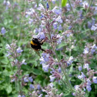Plantes Vivaces NEPETA 'Cat's Meow' - Menthe des chats en vente - Pépinière Lepage .