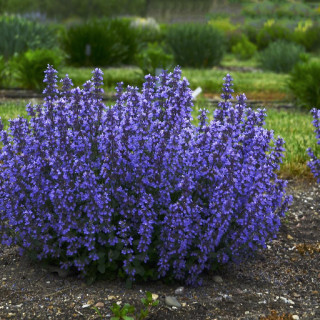 Plantes Vivaces NEPETA 'Cat's Pajamas' - Menthe des chats en vente - Pépinière Lepage .