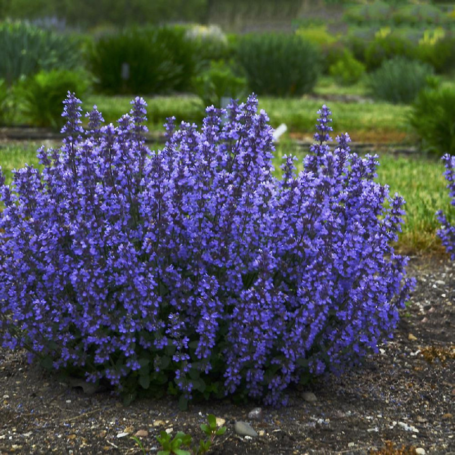Plantes Vivaces NEPETA 'Cat's Pajamas' - Menthe des chats en vente - Pépinière Lepage .