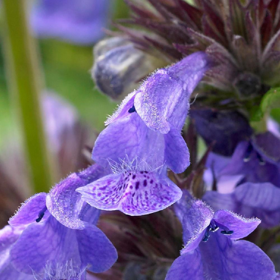 NEPETA 'Neptune' ®