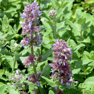 NEPETA cataria 'Citriodora'