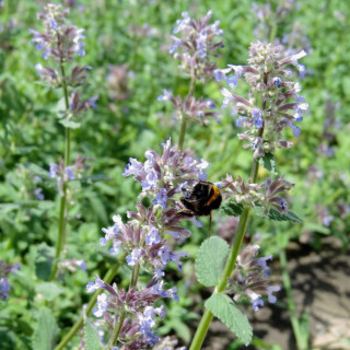 Plantes Vivaces NEPETA faassenii - Menthe des chats en vente - Pépinière Lepage .