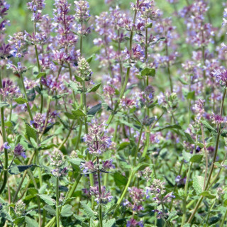 Plantes Vivaces NEPETA faassenii - Menthe des chats en vente - Pépinière Lepage .
