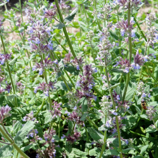 Plantes Vivaces NEPETA faassenii - Menthe des chats en vente - Pépinière Lepage .