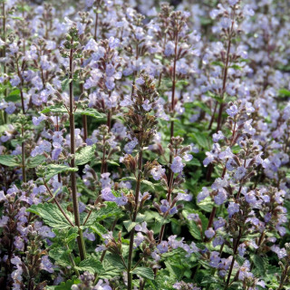NEPETA faassenii 'Purrsian Blue' ®