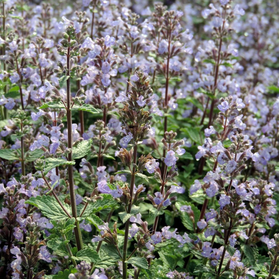 Plantes Vivaces NEPETA faassenii 'Purrsian Blue' ® - Menthe des chats en vente - Pépinière Lepage .