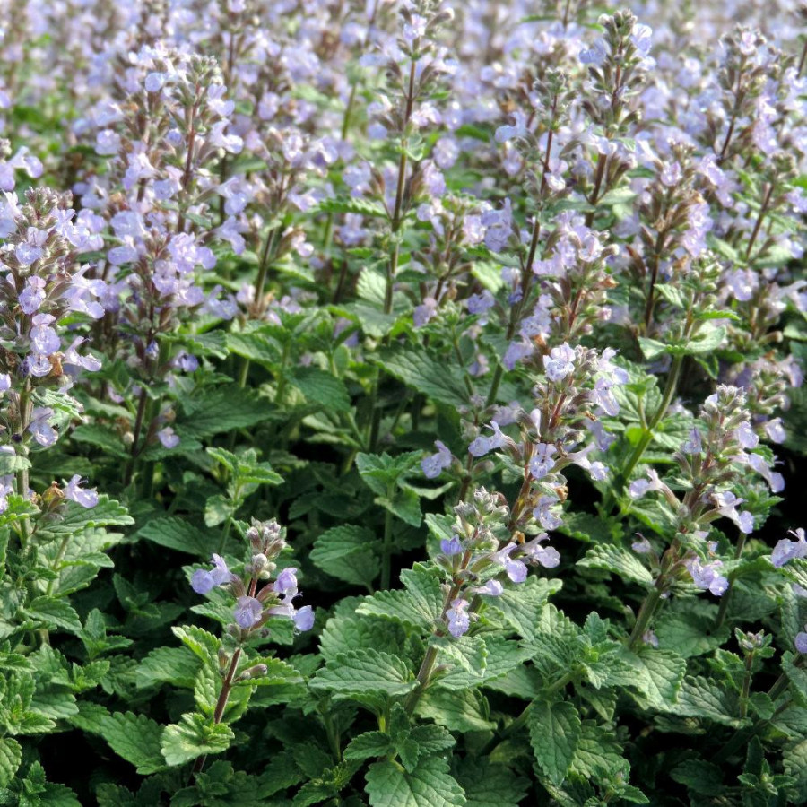 Plantes Vivaces NEPETA faassenii 'Purrsian Blue' ® - Menthe des chats en vente - Pépinière Lepage .