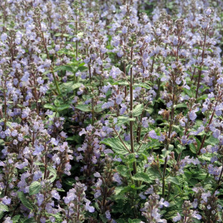 Plantes Vivaces NEPETA faassenii 'Purrsian Blue' ® - Menthe des chats en vente - Pépinière Lepage .