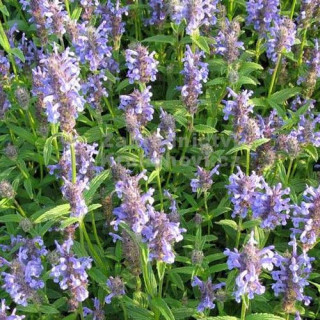 Plantes Vivaces NEPETA nervosa - Menthe des chats en vente - Pépinière Lepage .