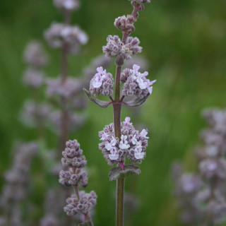 NEPETA nuda