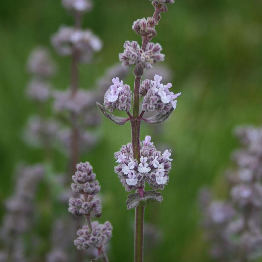 NEPETA nuda